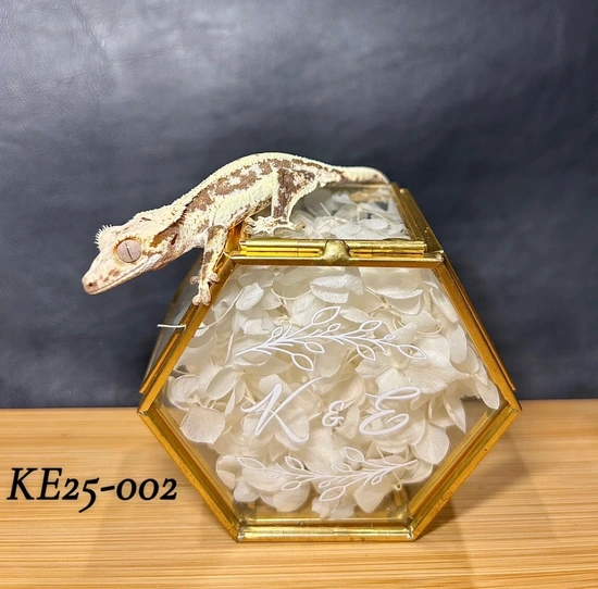 Lilly White - Crested Gecko