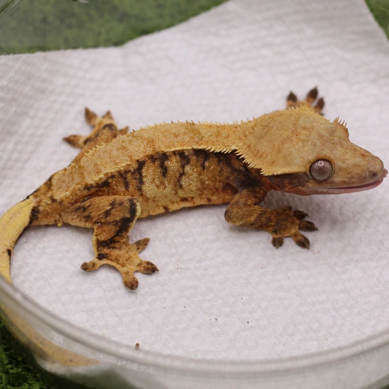 Hi-C , Near RTB Female - Crested Gecko