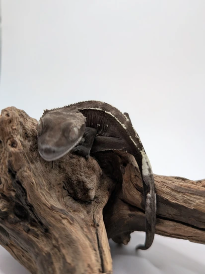 Partial Pinstripe Visual Axanthic - Crested Gecko