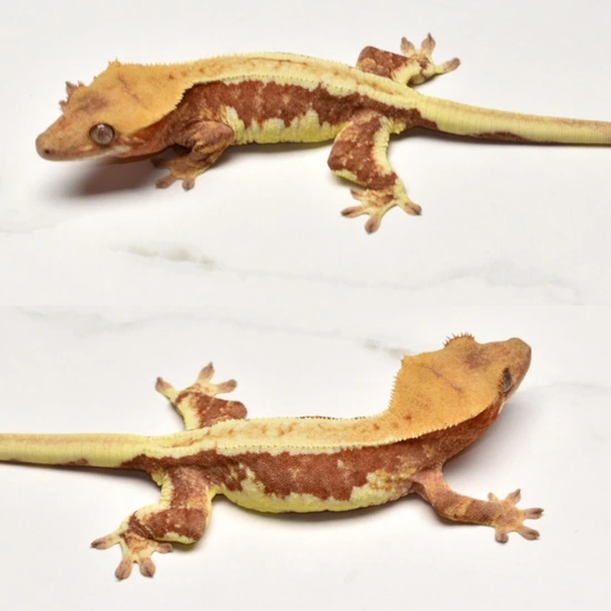 Red Lilly White Probable Female - Crested Gecko