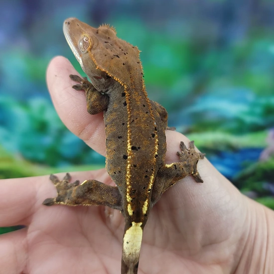 Cappuccino Female - Crested Gecko