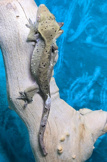 Dalmatian With Portholes Female - Crested Gecko
