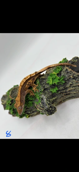 3 Pack Of Harlequin/Flame Babies - Crested Gecko