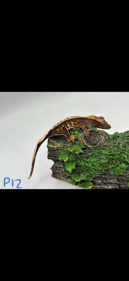 Pangea Line Tricolor - Crested Gecko