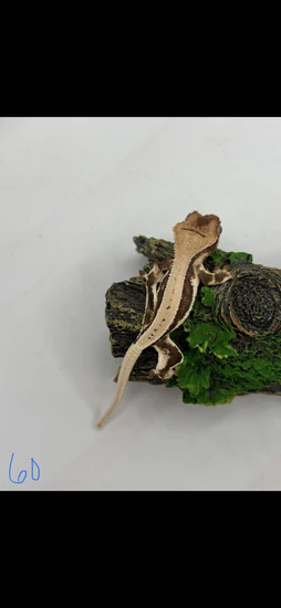 High-Expression Dark Base Lilly White | 100% Full Pin - Crested Gecko