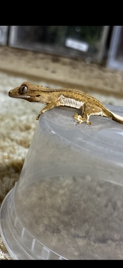 Clean Phantom Yellow Lilly White - Crested Gecko
