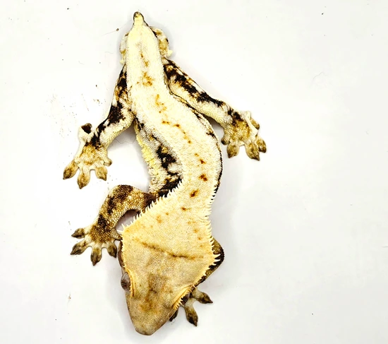 Dark Base Cream Harley AND Male High Coverage Lilly White - Crested Gecko