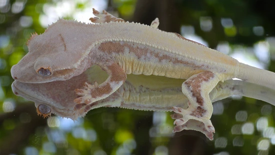 Yellow Lilly - Crested Gecko
