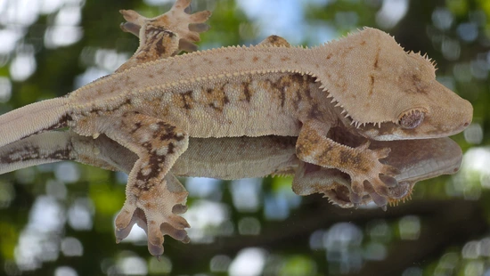 High White Non-lw - Crested Gecko