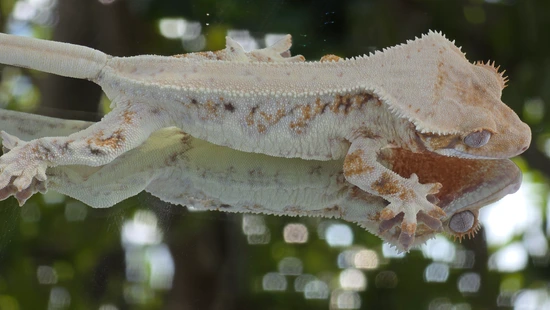 Tricolor Lilly - Crested Gecko