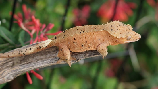 Red Base Red Spot Dalmation Female - Crested Gecko
