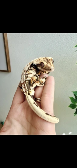 RTB High White Harlequin - Crested Gecko