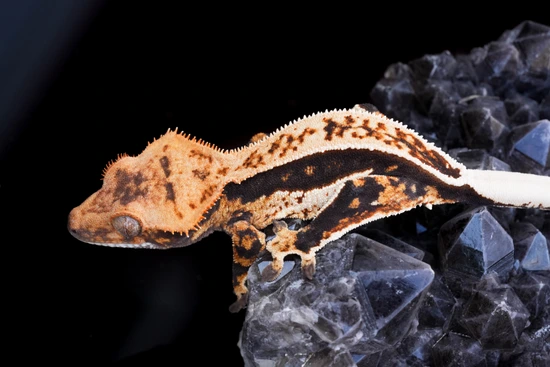 Dark Quad-Stripe - Crested Gecko