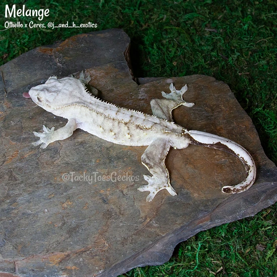 Melange – 40.0g Male - Crested Gecko