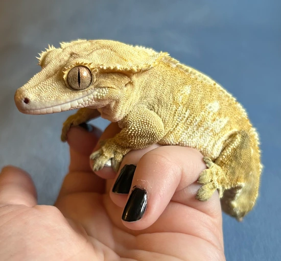 Cream Harlequin - Crested Gecko