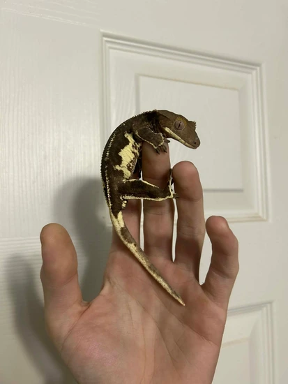Black Phantom Lilly White - Crested Gecko