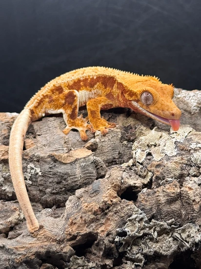 Delilah X Mayhem 52 - Crested Gecko