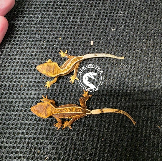 2 Pack EB Quad-Striple Babies - Crested Gecko