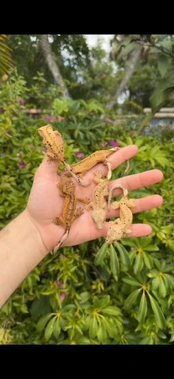 Group Of 5 Dalmations - Crested Gecko