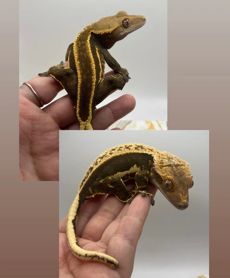 Soft Scale Tangerine EmptyBack Pair - Crested Gecko