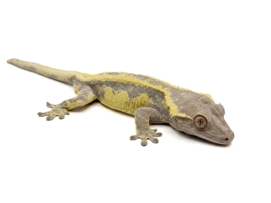 LOW RESERVE! | Korean Import 🇰🇷 Almost RTB Frappuccino - Crested Gecko