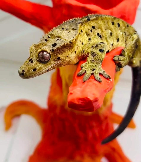 2022 Male Ink Spot Dalmation - Crested Gecko