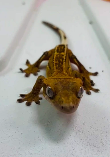 2025 Pinstripe Gecko - Crested Gecko