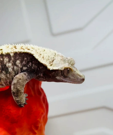 XXX Extreme Harlequin Cream - Crested Gecko