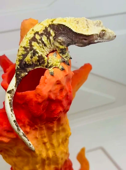 2024 Harlequin Female - Crested Gecko