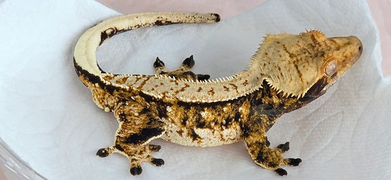 Tricolor Possible Tangerine - Crested Gecko
