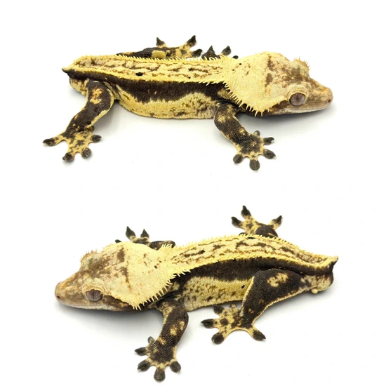 “Viral” Whitewall Quadstripe - Crested Gecko