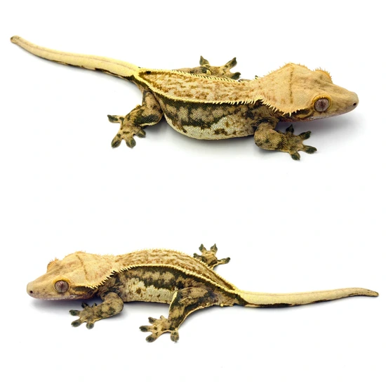 Tricolor White Out Harlequin Pinstripe Crested Gecko