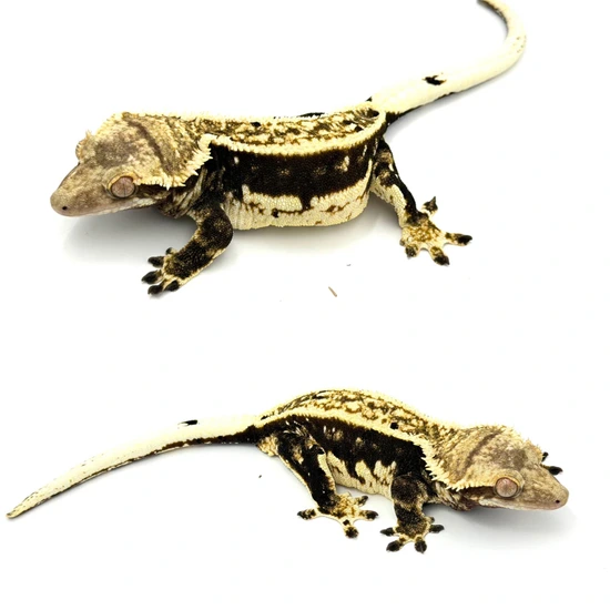 Thick Pinstripe Crested Gecko PH Emptyback