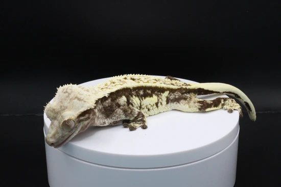 Extreme Harlequin - Crested Gecko