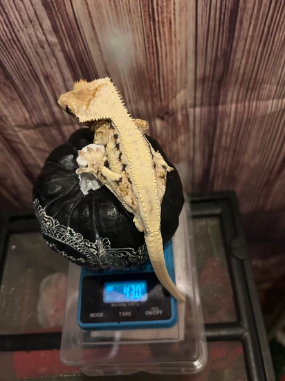 RTB Lilly White - Crested Gecko