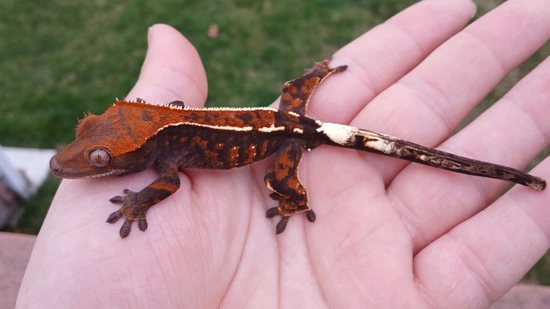 Full Pinestripe Dark Cappuccino PV - Crested Gecko