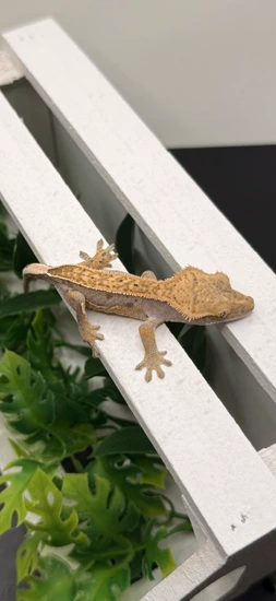 Mai X Loki 08/08/25 - Crested Gecko