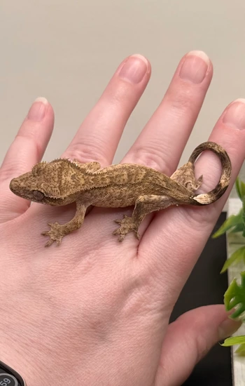 Batty X Big Red 090625 - Crested Gecko