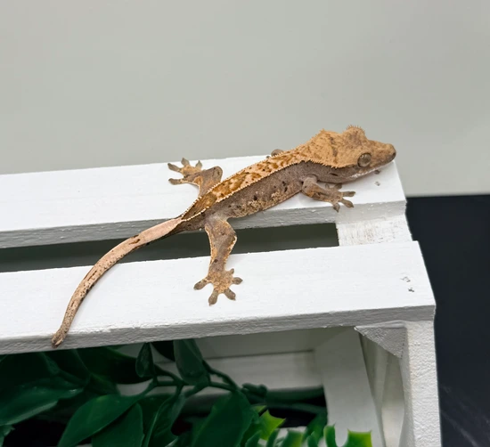 Loki X Mai 080825 - Crested Gecko