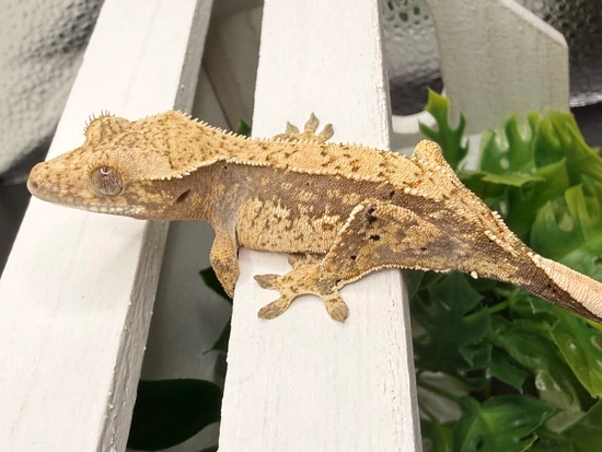 Sabrina X Atlas - Crested Gecko