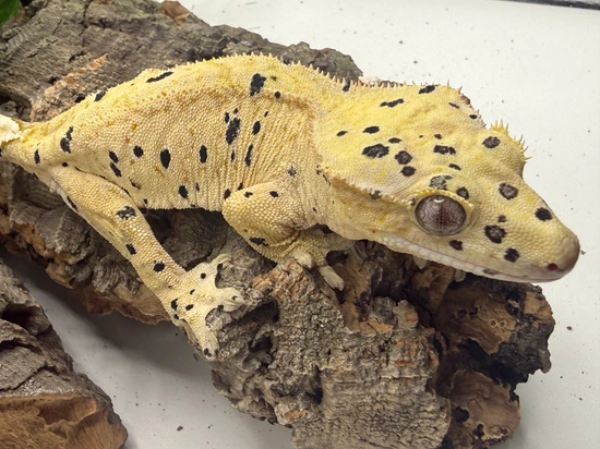 Dalmatian Ink Blot - Crested Gecko