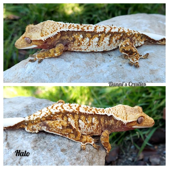 Male Extreme - Crested Gecko
