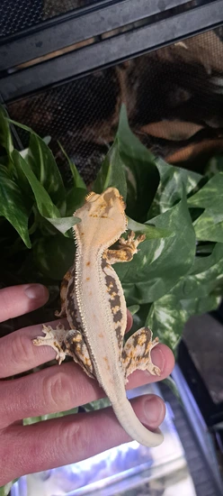 Female Tri Colored Lily White - Crested Gecko