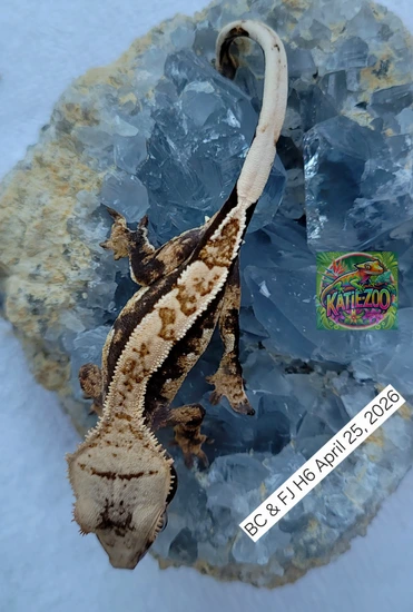 Butter Cream X Franky J H6 - Crested Gecko
