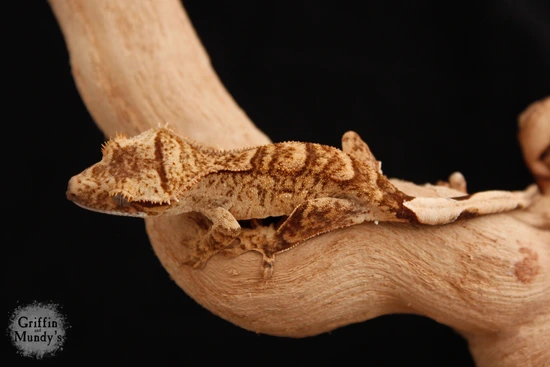 Perch- Funky Brindle - Crested Gecko