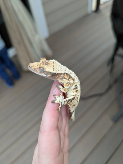 Extreme Tricolor - Crested Gecko