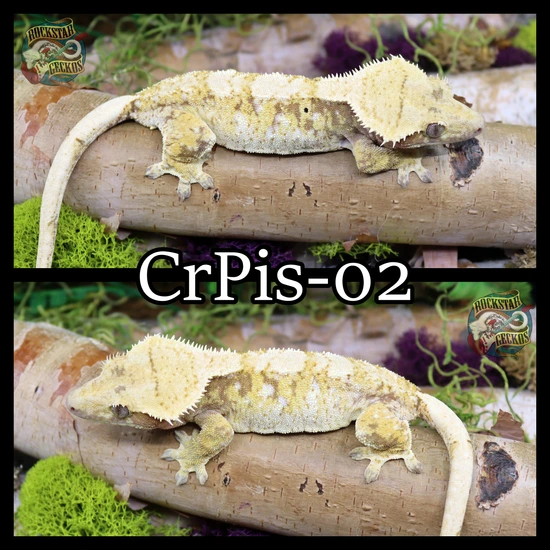 High Coverage Red Extreme - Crested Gecko