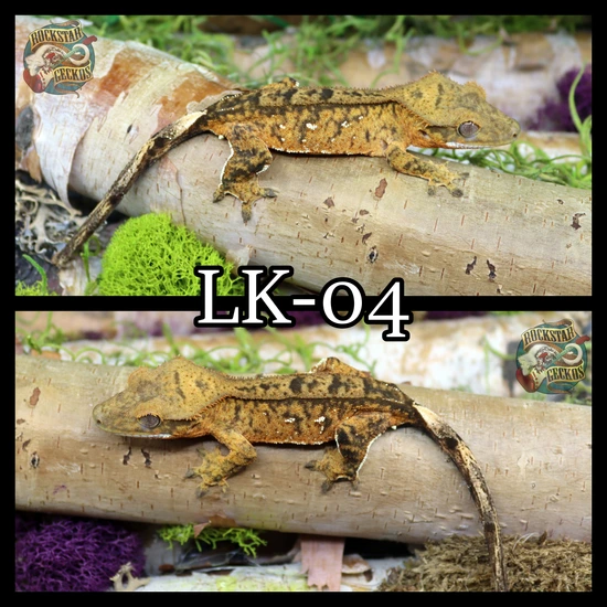 Oddball - Crested Gecko