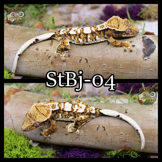 Gorgeous High Coverage Tri Baby - Crested Gecko