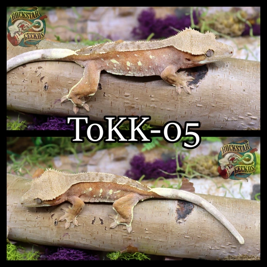 Pretty Porthole - Crested Gecko